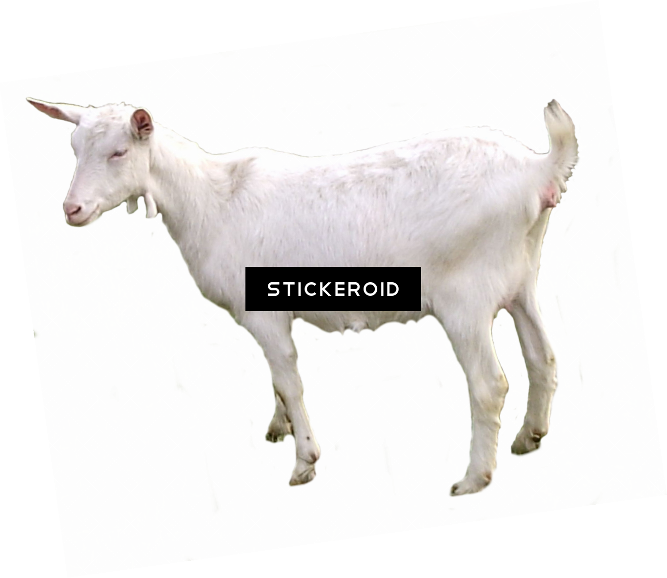 White Goat No Horns Cutout PNG image