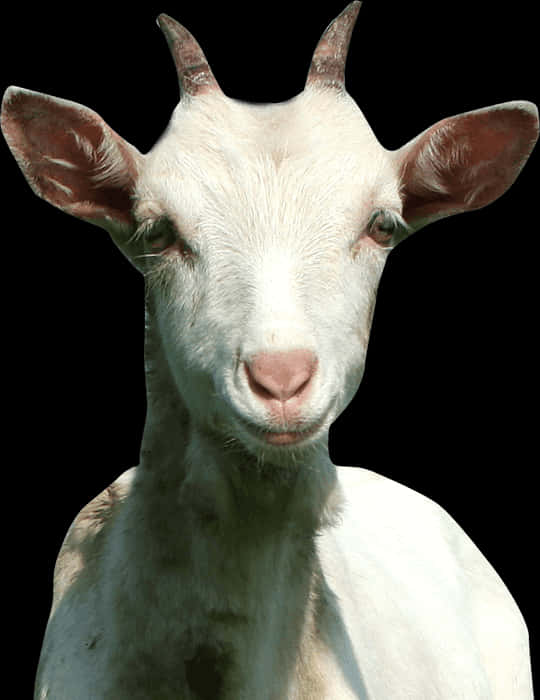White Goat Portrait PNG image