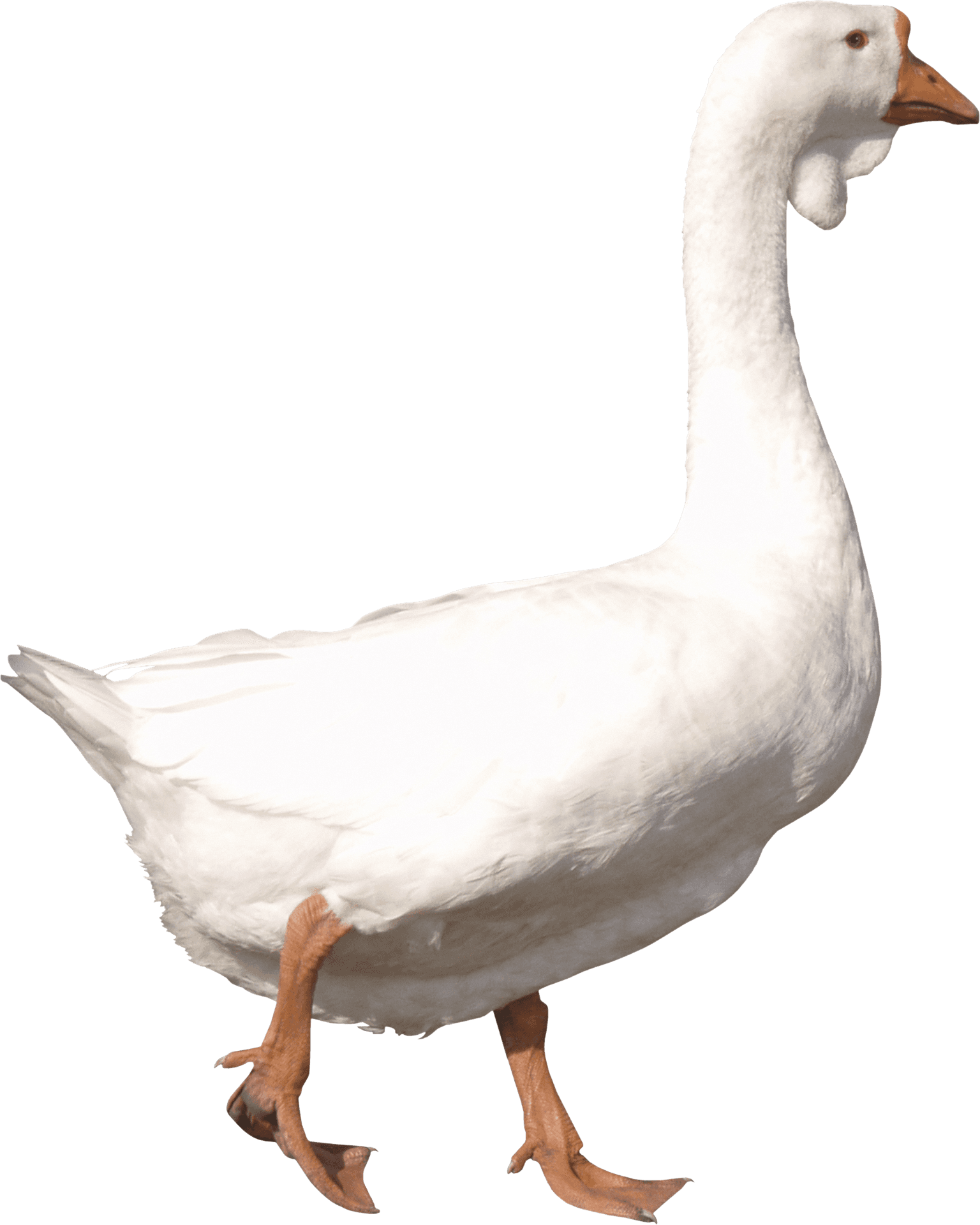 White Goose Standing Transparent Background.png PNG image