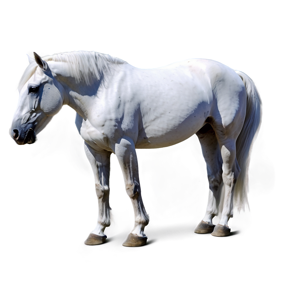 White Horse Png 05032024 PNG image