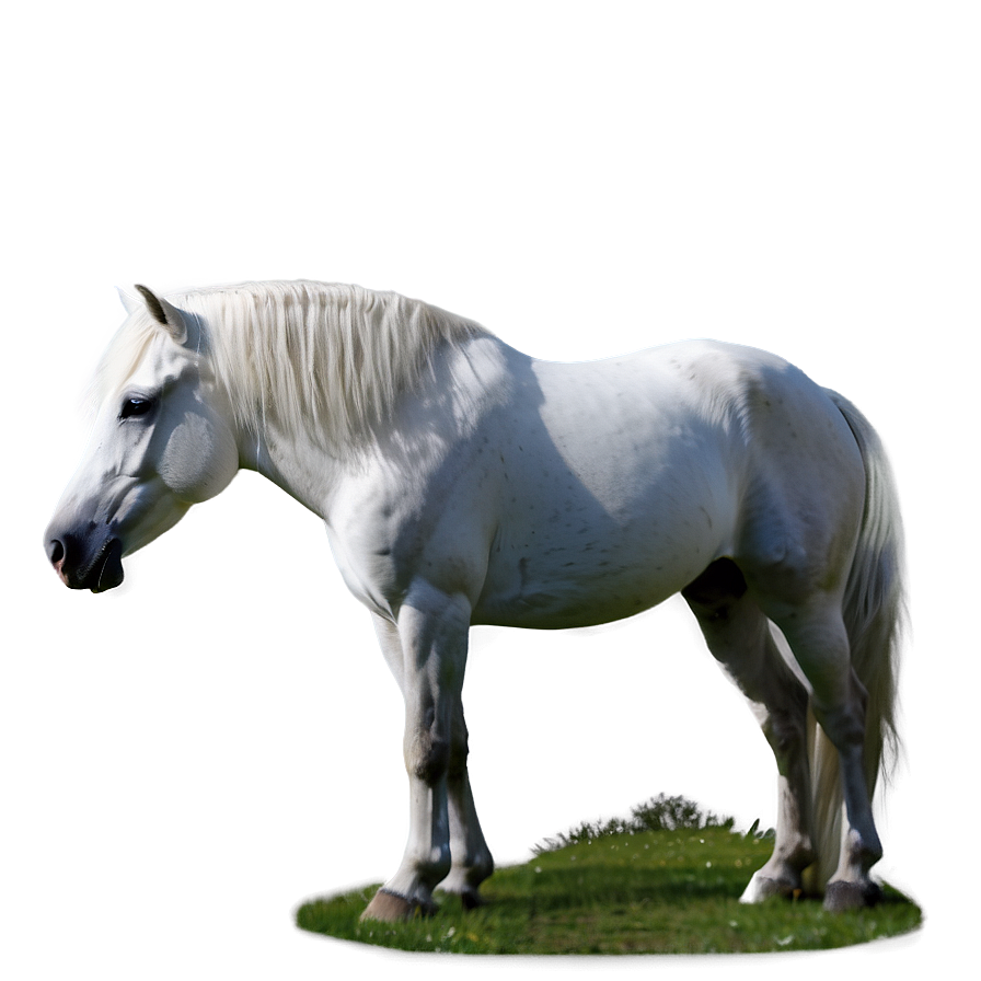 White Horse Png Phe PNG image