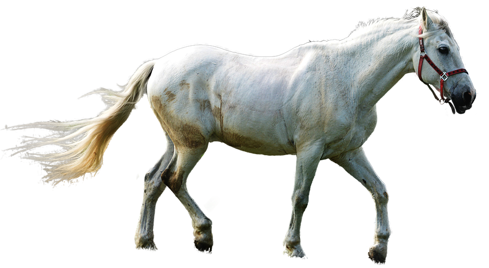 White Horse Transparent Background PNG image