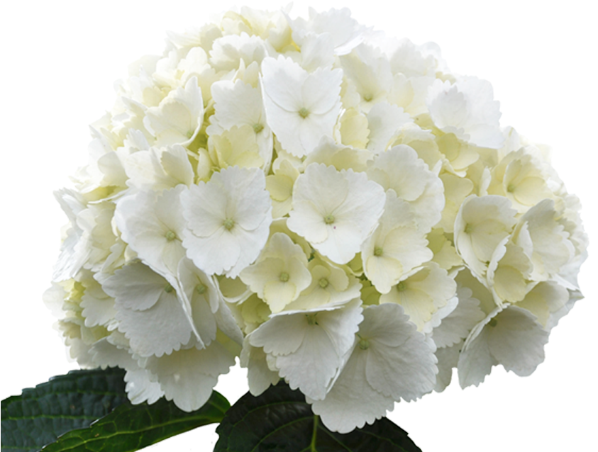 White Hydrangea Bloom PNG image