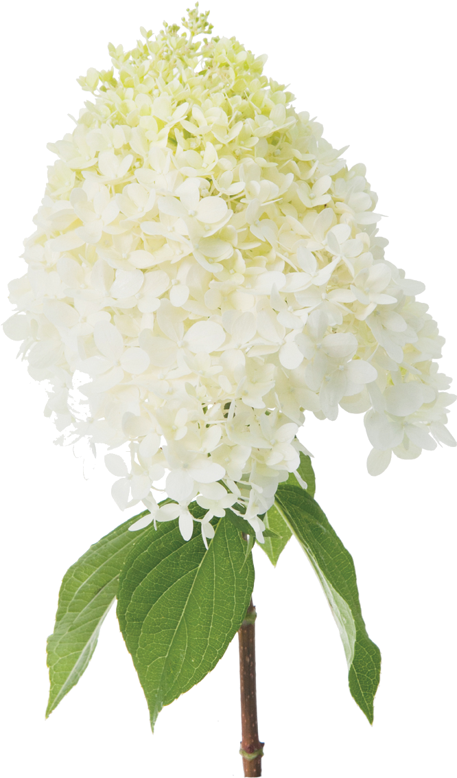 White Hydrangea Bloom PNG image
