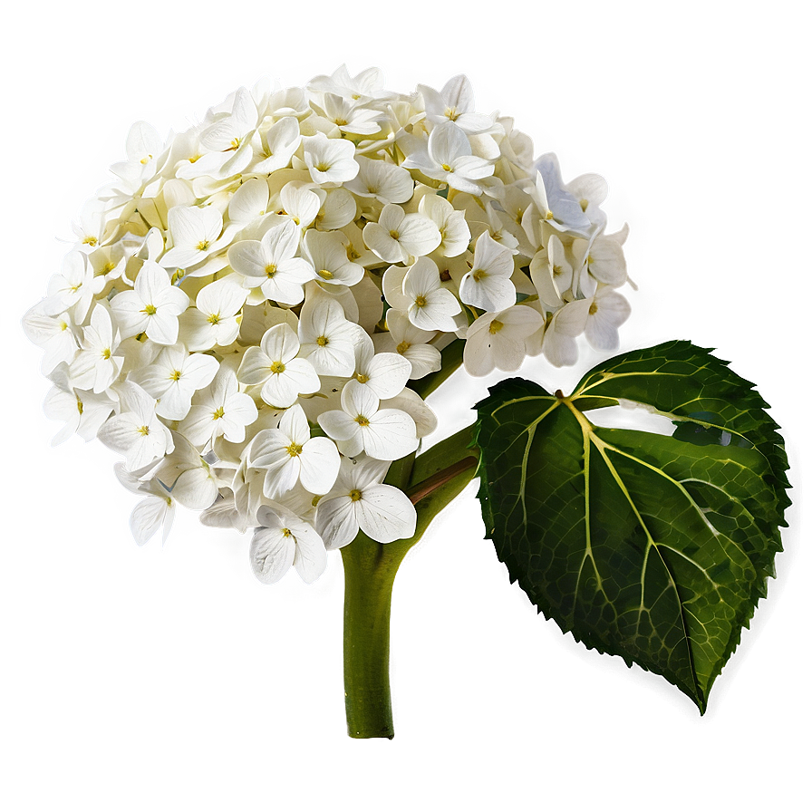 White Hydrangea Png 05242024 PNG image