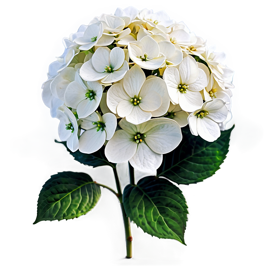 White Hydrangea Png 73 PNG image
