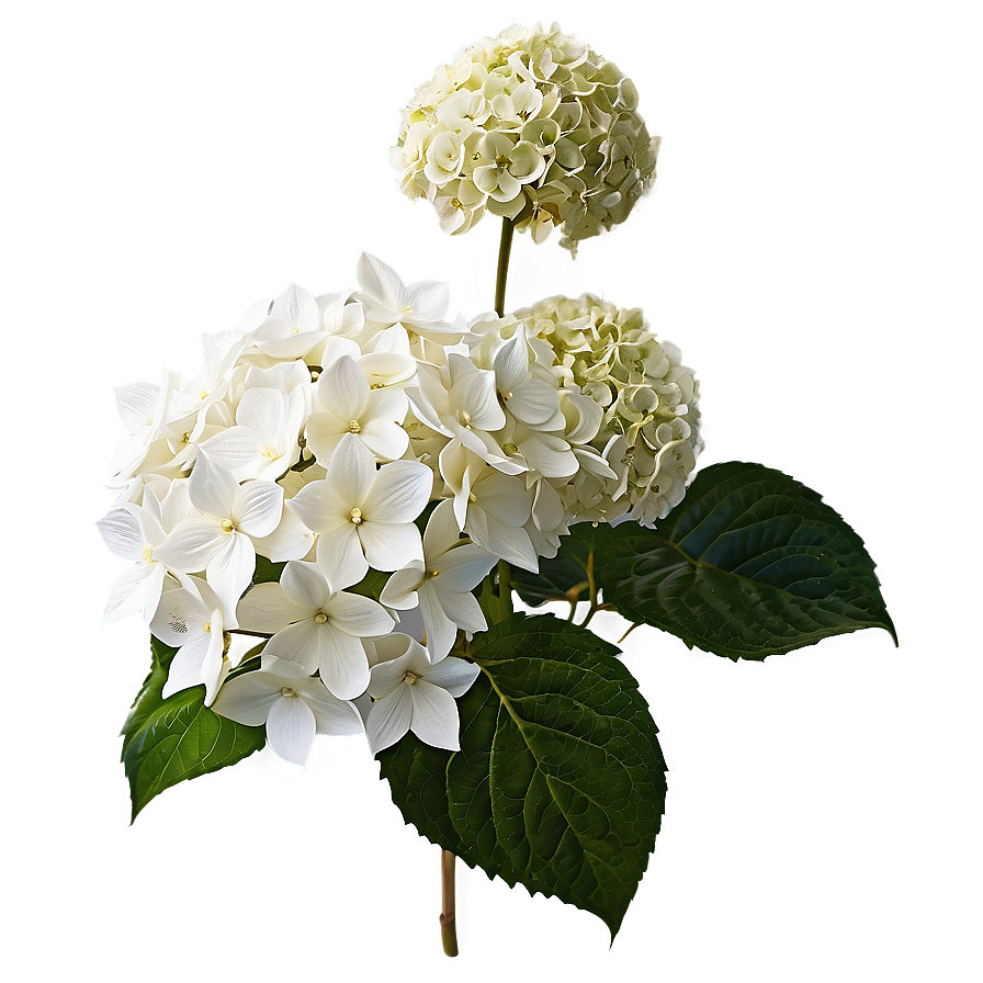 White Hydrangeas Flowers Png 5 PNG image