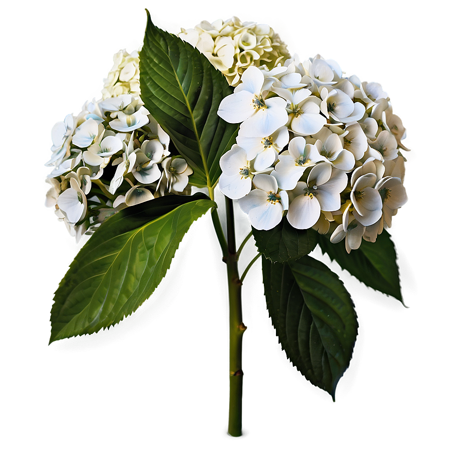 White Hydrangeas Flowers Png 97 PNG image