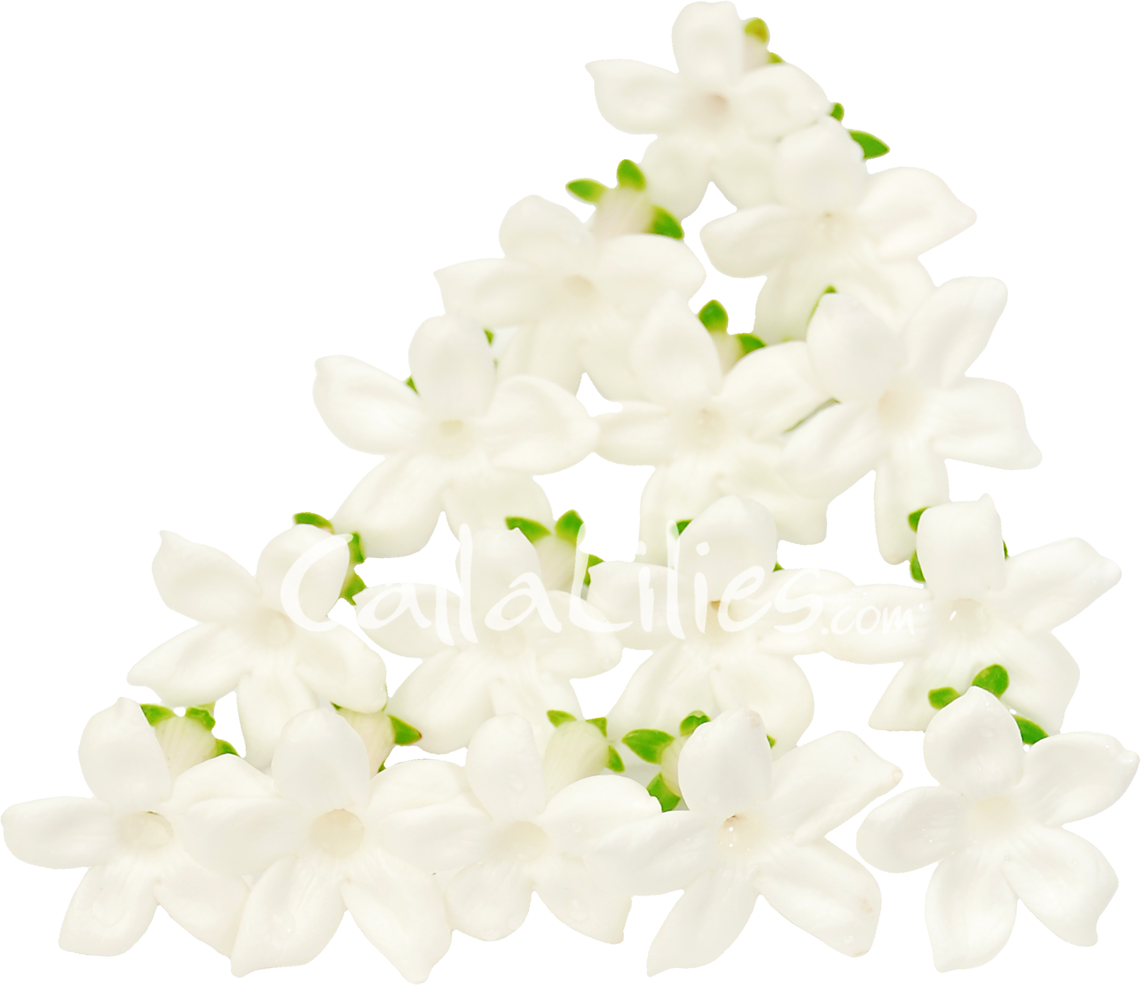 White Jasmine Flowers Arrangement PNG image