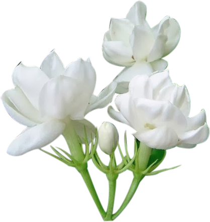 White Jasmine Flowers Isolated Background PNG image