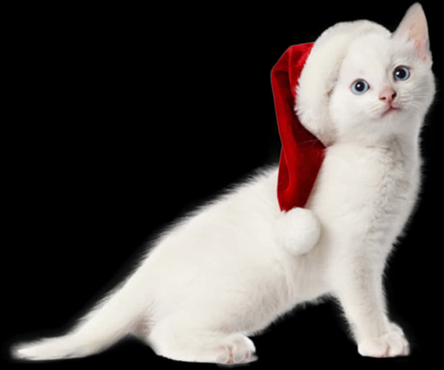 White Kittenin Santa Hat PNG image