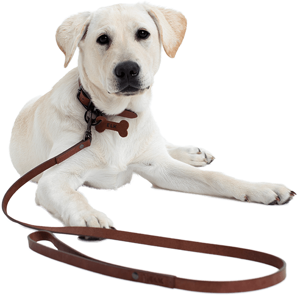 White Labrador Puppy With Leash PNG image
