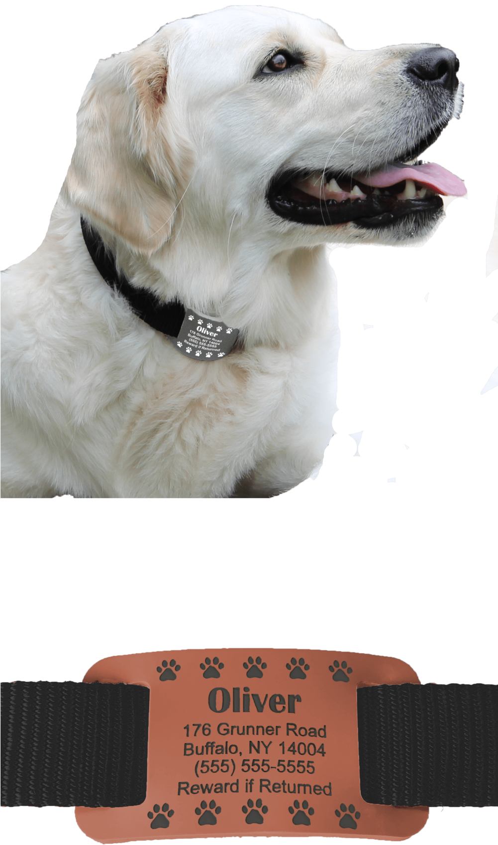 White Labrador With Collarand Tag PNG image