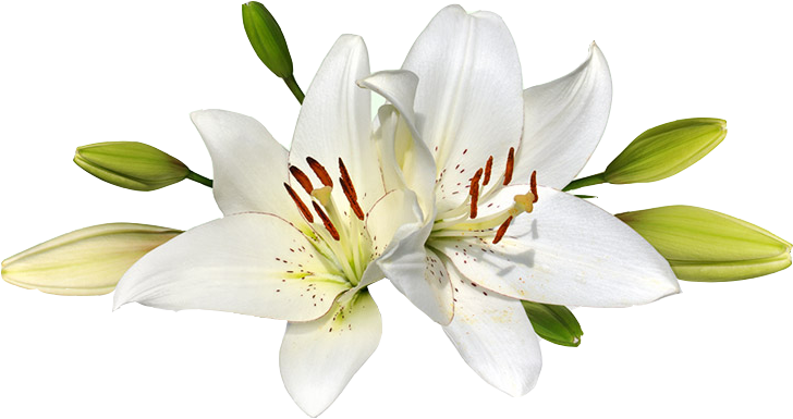 White Lily Blossoms.png PNG image