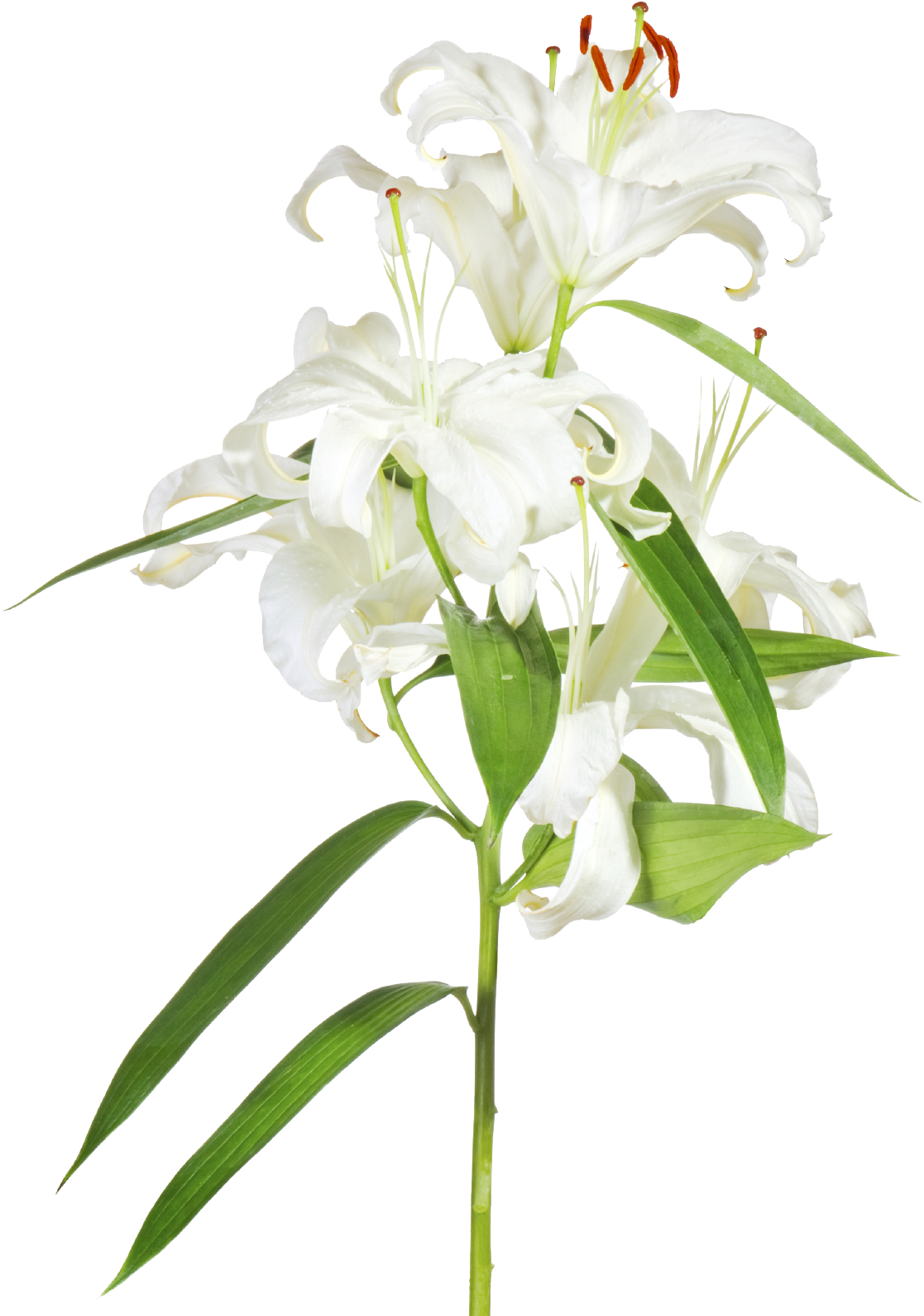 White Lily Flower Transparent Background PNG image