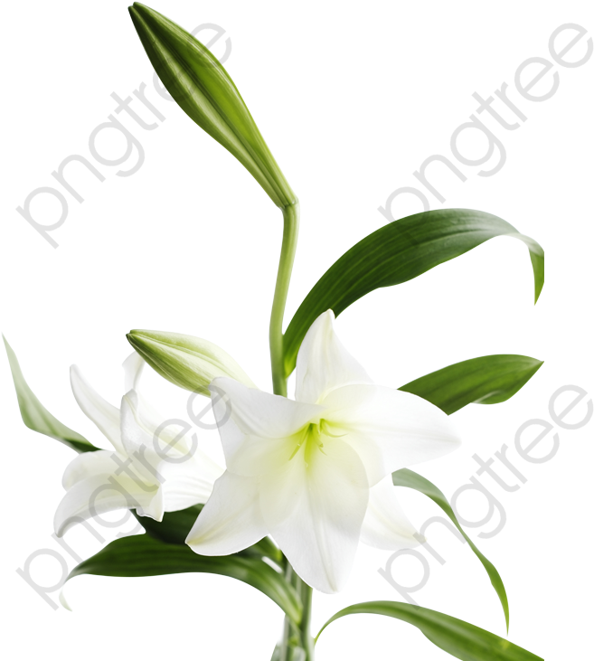 White Lily Transparent Background PNG image