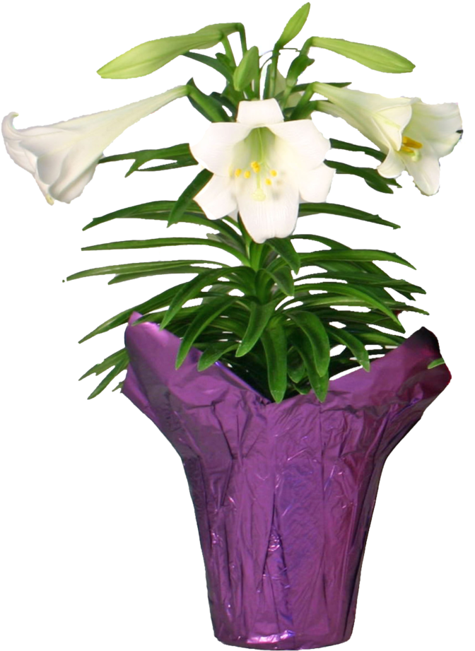 White Lilyin Purple Wrapped Pot PNG image