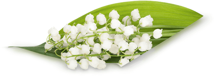 White Lilyofthe Valley Bouquet PNG image