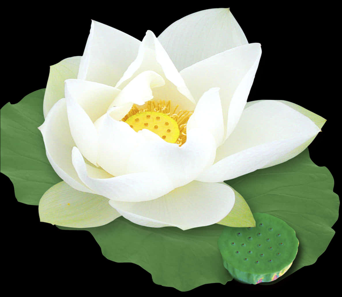 White Lotus Bloomand Seed Pod PNG image