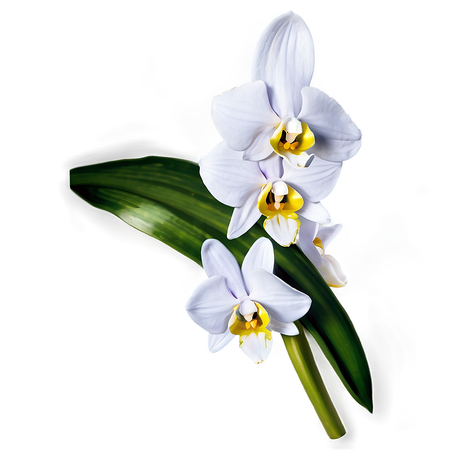 White Orchid Flower Png 90 PNG image