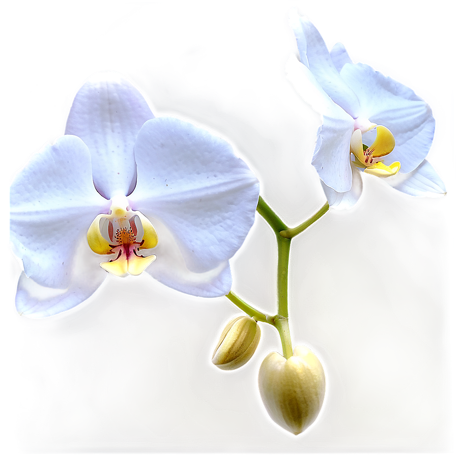 White Orchid Png 05242024 PNG image