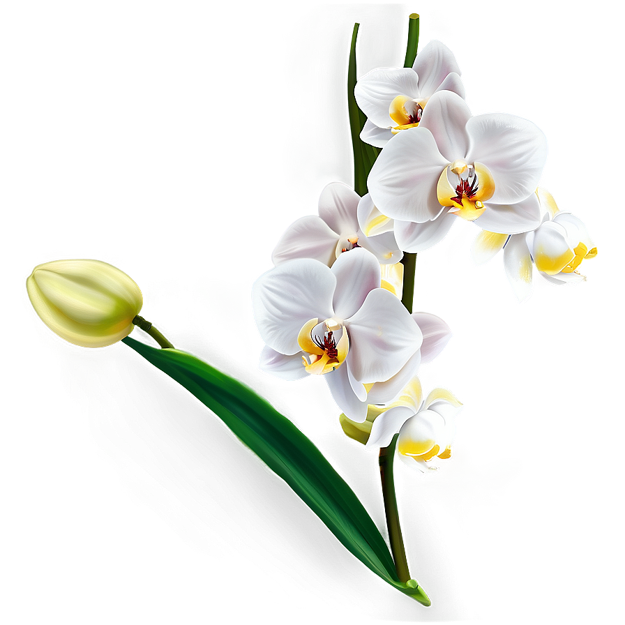 White Orchid Png Bab74 PNG image