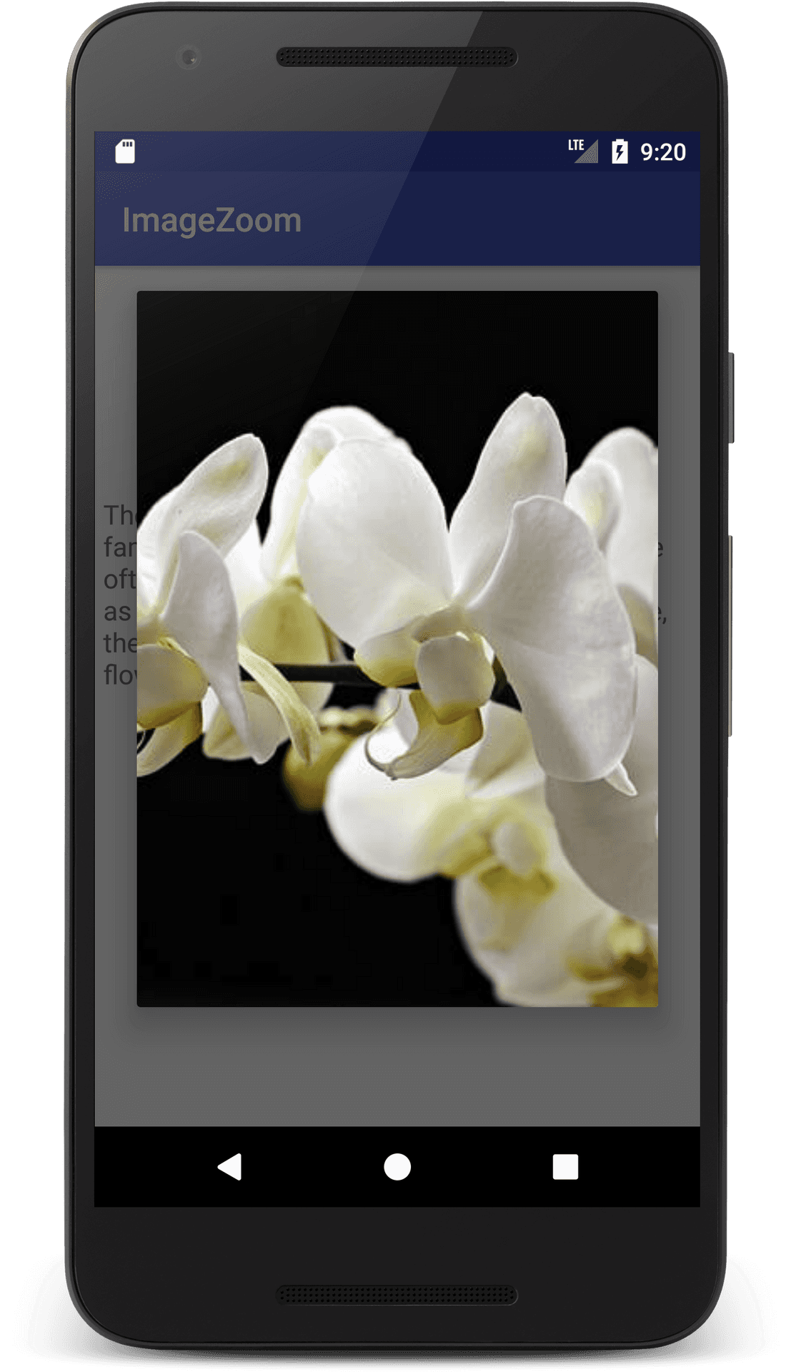 White Orchids Smartphone Display PNG image