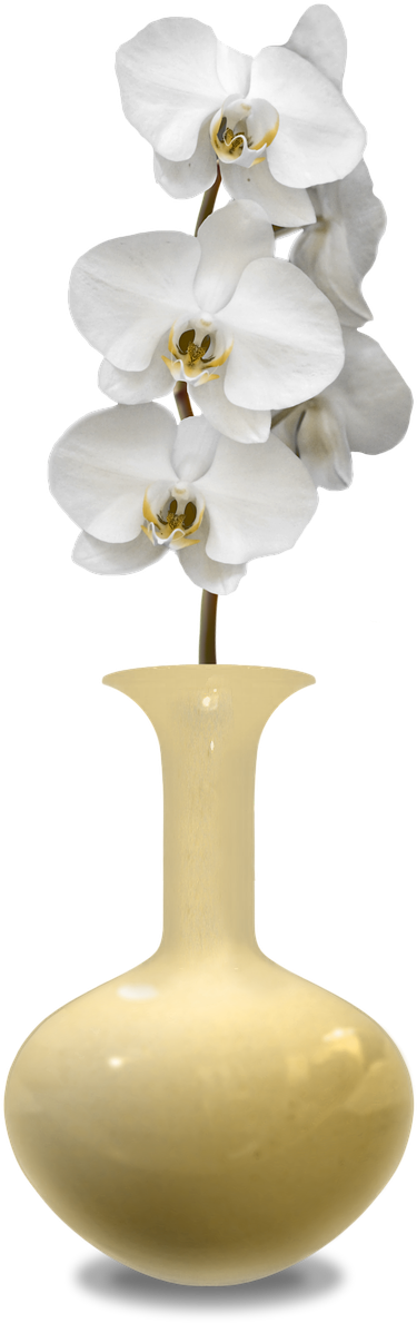 White Orchidsin Yellow Vase PNG image