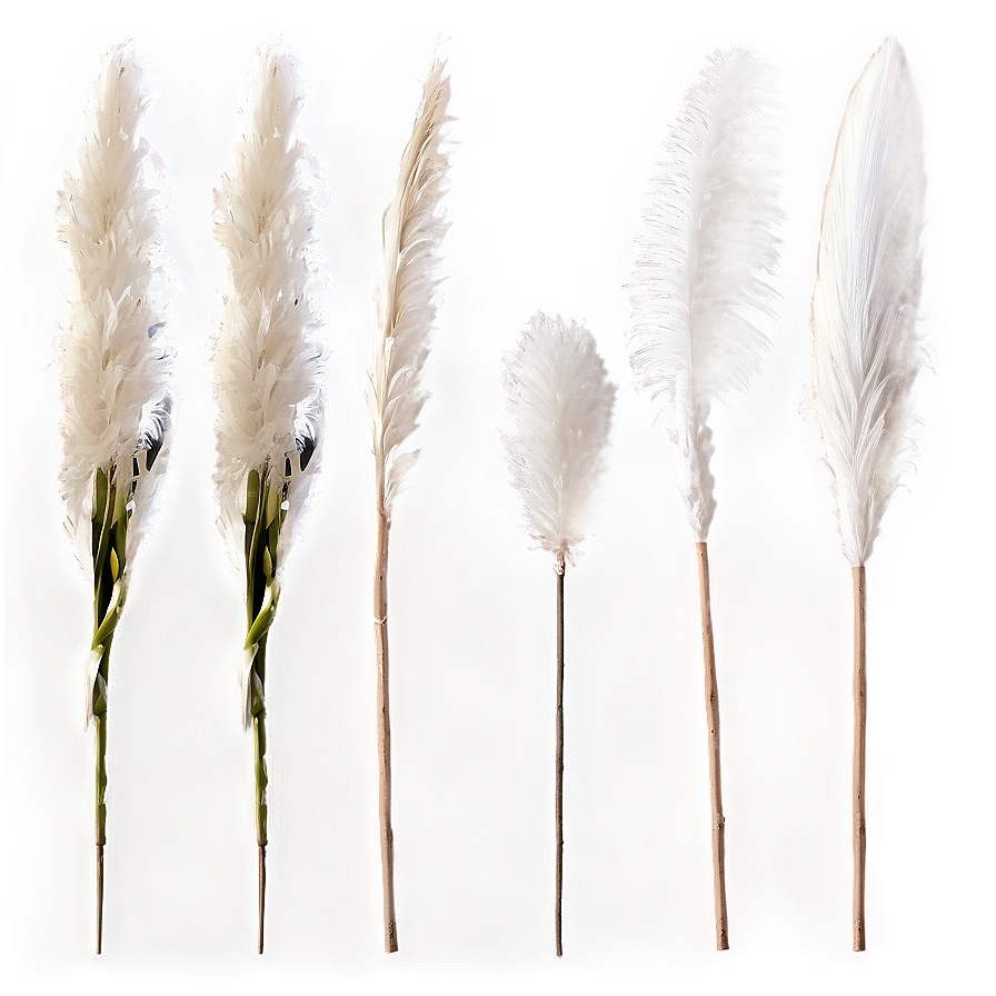 White Pampas Decor Png 46 PNG image