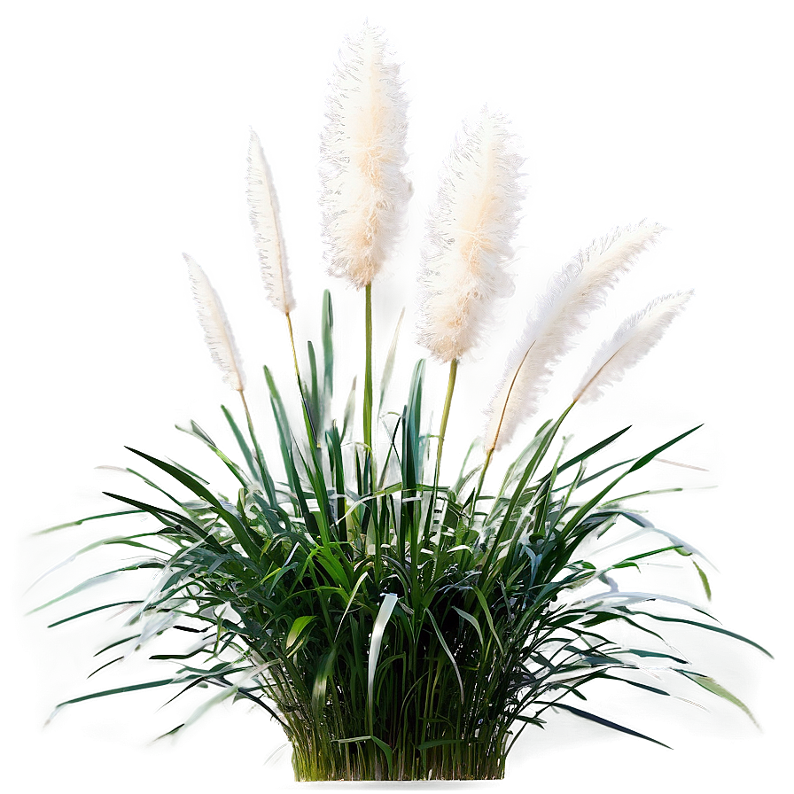 White Pampas Grass Png Rhw67 PNG image