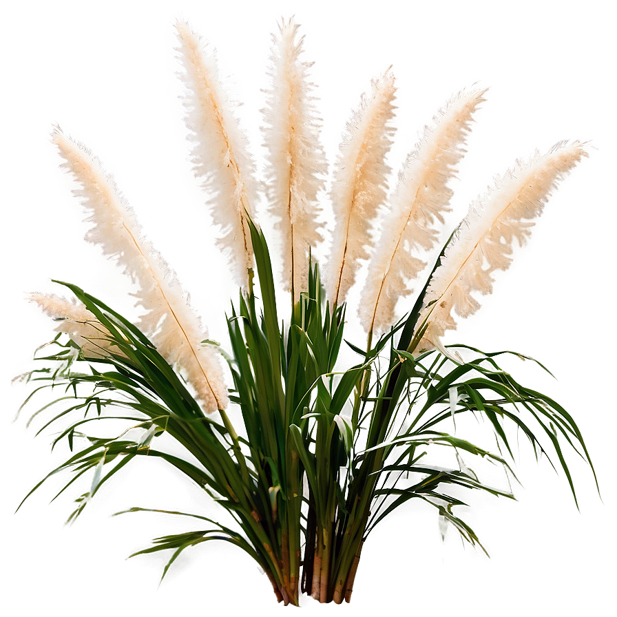 White Pampas Grass Png Wte PNG image