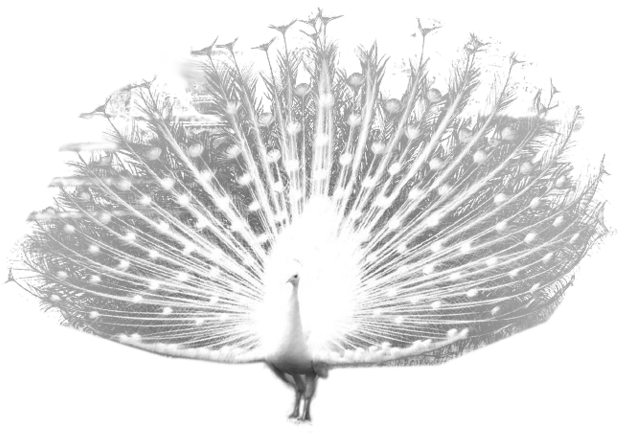 White Peacock Displaying Feathers PNG image