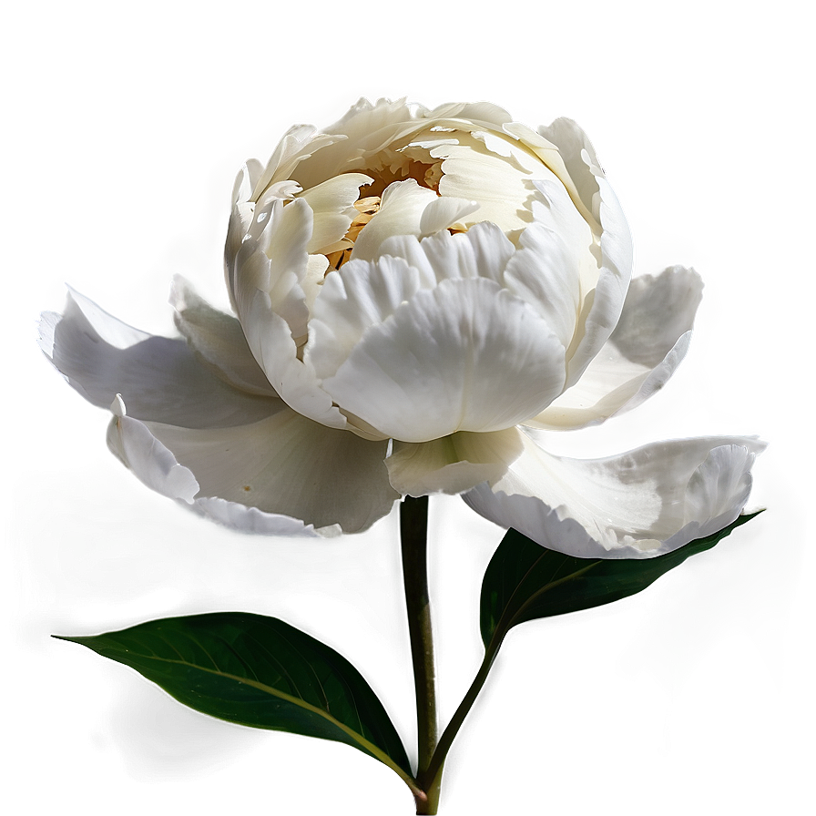White Peony Flower Png Uht79 PNG image