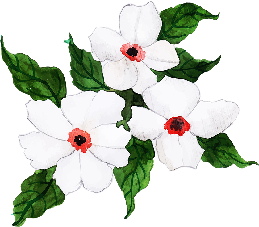 White Periwinkle Flowers Illustration PNG image
