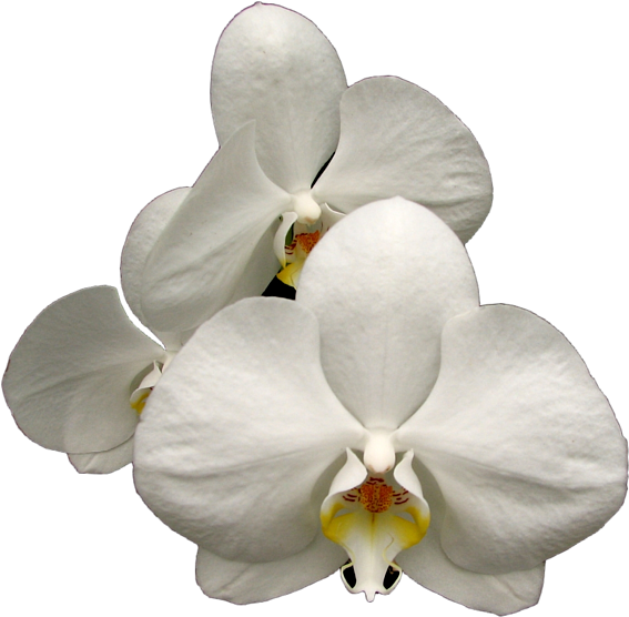 White Phalaenopsis Orchid Bloom PNG image