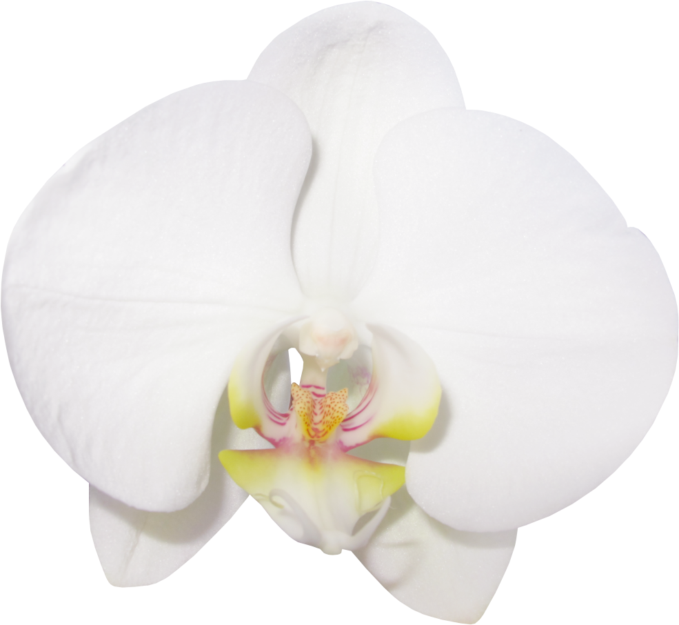 White Phalaenopsis Orchid PNG image