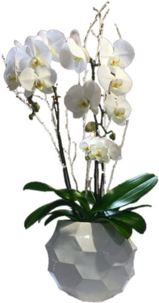 White Phalaenopsis Orchid Pot PNG image