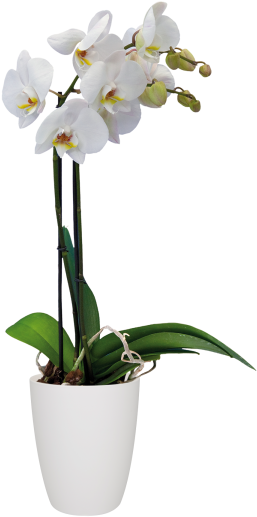 White Phalaenopsis Orchid Potted Plant PNG image