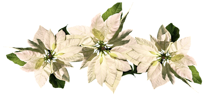 White Poinsettia Christmas Decoration PNG image