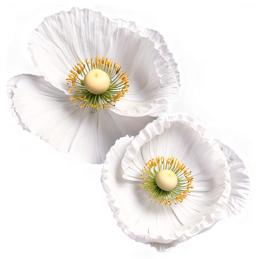 White Poppies Flowers Png 05242024 PNG image