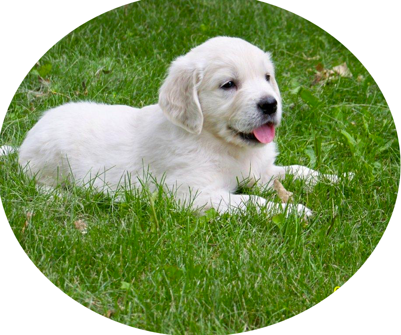 White Puppyin Grass.jpg PNG image