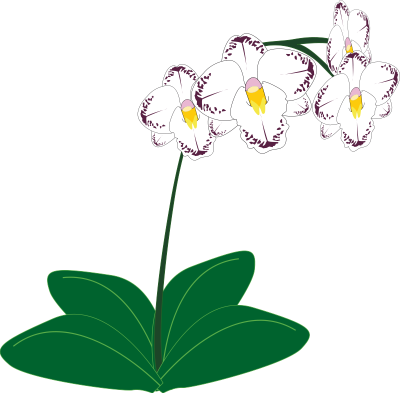 White Purple Orchid Illustration PNG image