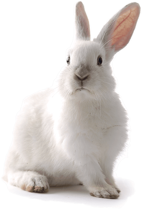 White Rabbit Portrait PNG image