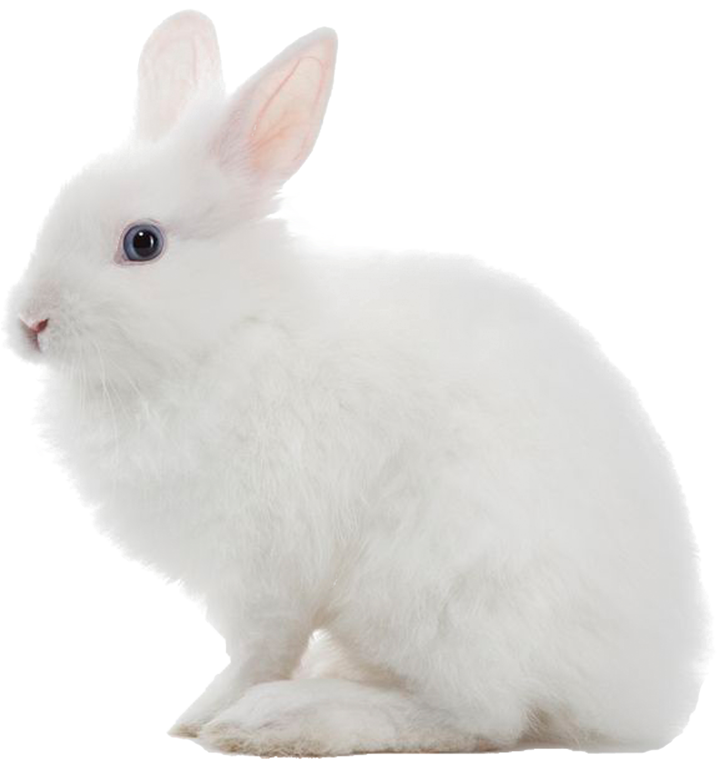 White Rabbit Profile View PNG image