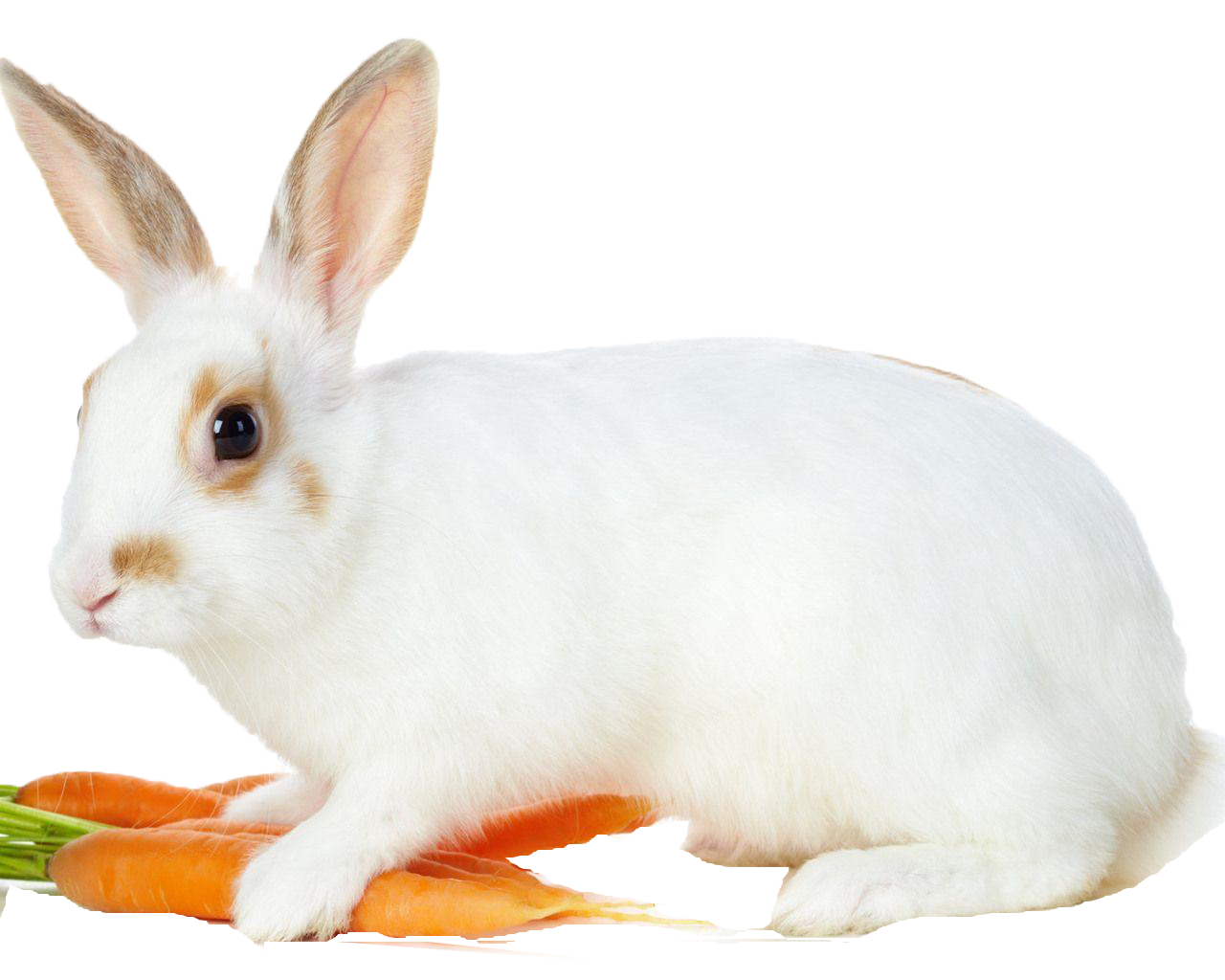 White Rabbit With Carrots.png PNG image