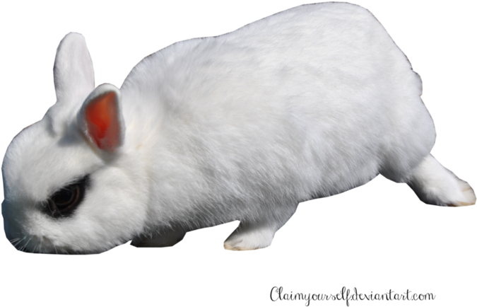 White Rabbitwith Red Ear PNG image
