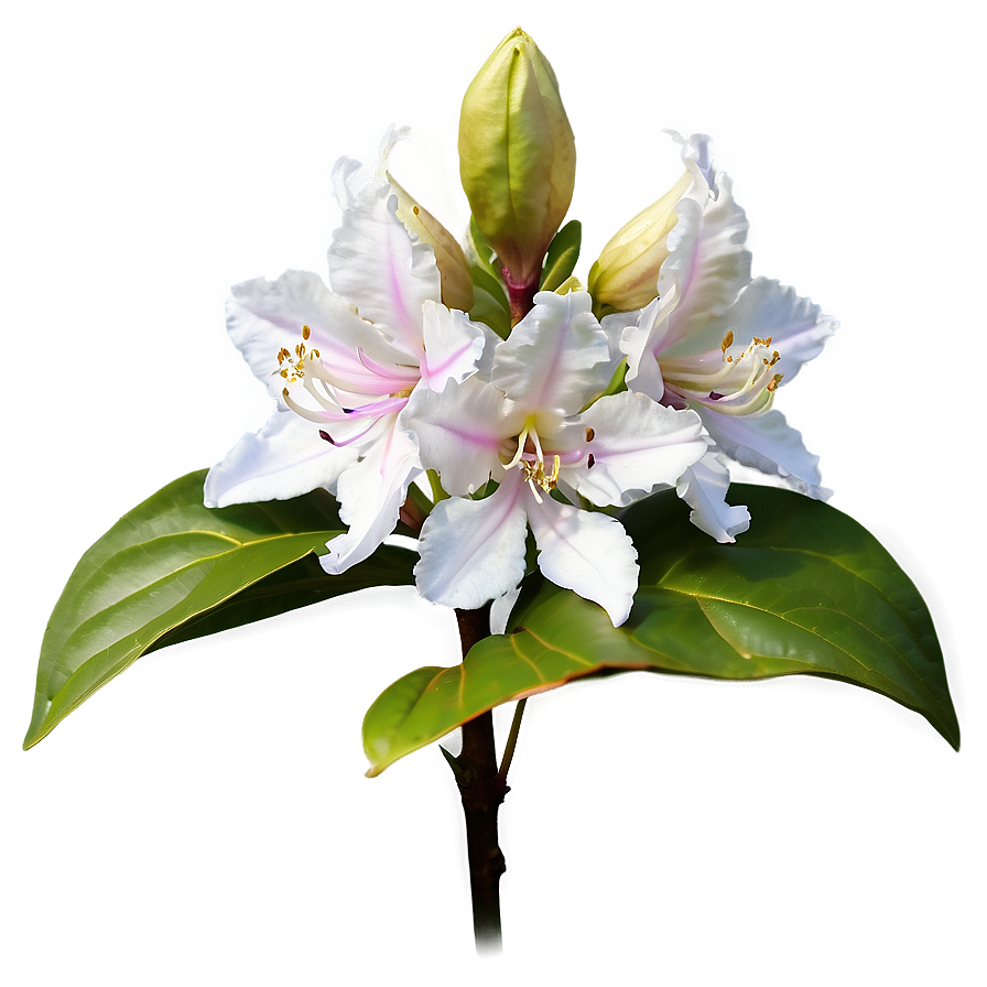 White Rhododendron Png 06282024 PNG image