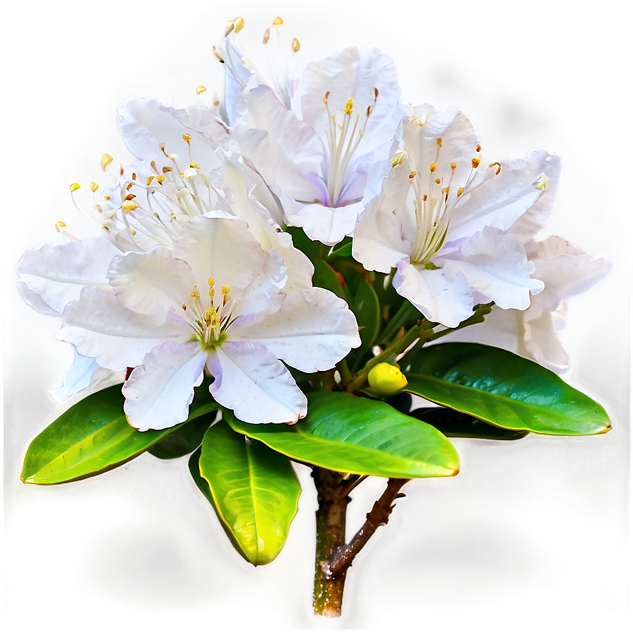 White Rhododendron Png Xsb35 PNG image