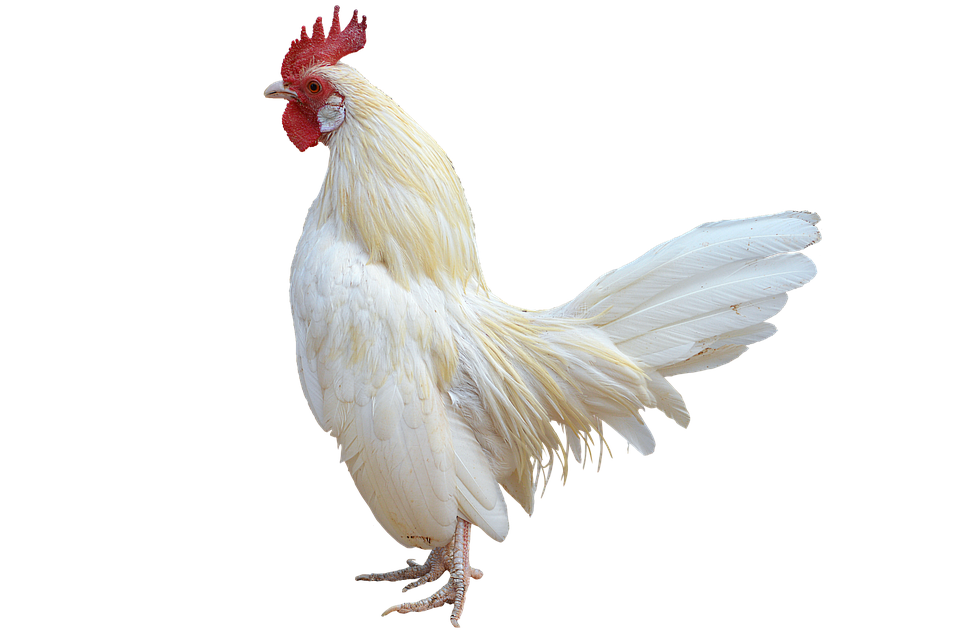 White Rooster Isolatedon Transparent Background.png PNG image