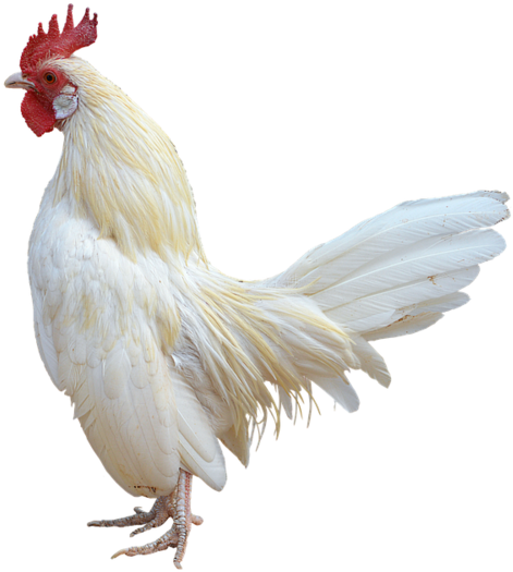 White Rooster Profile PNG image